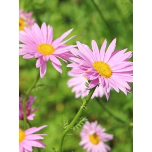 Margarete roz (Tanacetum Robinsons rose)