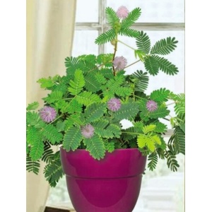 Mimoza (Mimosa pudica) - Img 2
