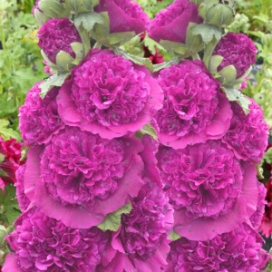 Nalba de gradina (Alcea rosea Chaters double purple)