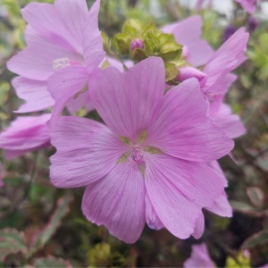 Nalbă moșată (Malva moschata Rosea) - Img 2