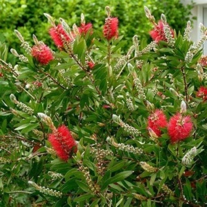 Perie de sticla rosie (Callistemon Laevis) - Img 2