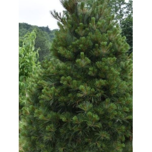 Pin neted (Pinus strobus) - Img 2