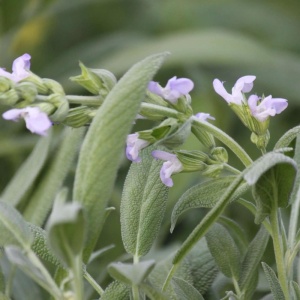 Salvie (Salvia officinalis) - Img 3