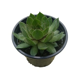Sempervivum hybridum Mix