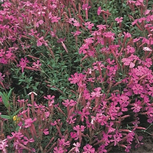 Silena (Silene schafta rose) - Img 2
