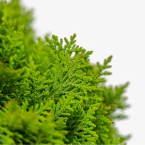 Tuia glob (Thuja occ. Danica) 20 cm - Img 2