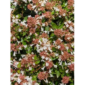 Abelia grandiflora - Img 2
