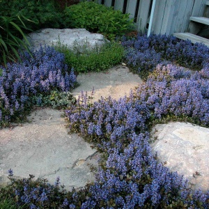 Ajuga reptans Chocolate chips - Img 3