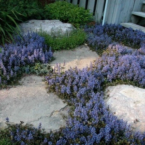 Ajuga reptans Chocolate chips - Img 3