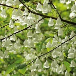 Arbore de ghiocei (Halesia carolina) - Img 5