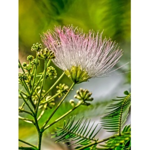 Arborele de matase (Albizia julibrissin) - Img 1
