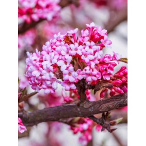 Calin de iarna (Viburnum x bodnantense Dawn) - Img 1