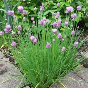 Ceapa de frunze (Allium schoenoprasum) - Img 4