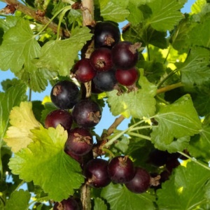 Coacaz Josta (Ribes Jostaberry) - Img 2