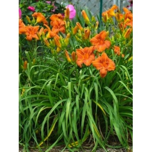 Crin de o zi (Hemerocallis crown of fire) - Img 1