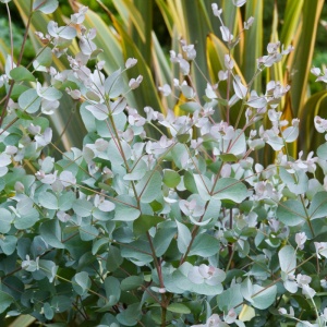 Eucalipt argintiu (Eucalyptus cinerea Silver Dollar) - Img 2