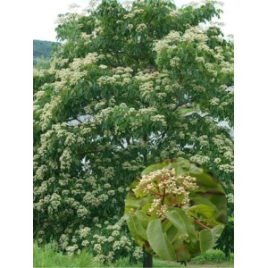 Evodia (Euodia hupehensis)