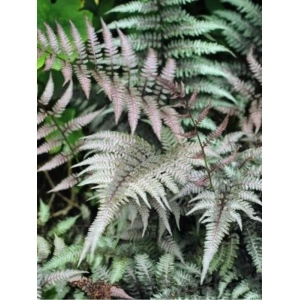 Feriga japoneza (Athyrium niponicum 'Burgundy Lace') - Img 2