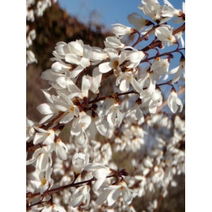 Forsitia alba (Abeliophyllum distichum) - Img 2