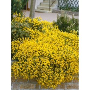 Genista (Genista lydia) - Img 2
