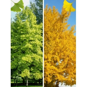 Ginkgo (Ginkgo biloba) - Img 2