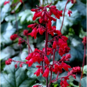 Heuchera sanguinea Ruby bells - Img 2