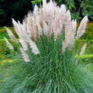 Iarba de pampas alba (Cortaderia s. White Plume) - Img 6