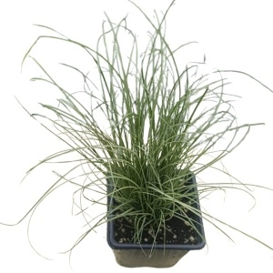 Iarba decorativa (Carex albula Amazon Mist)