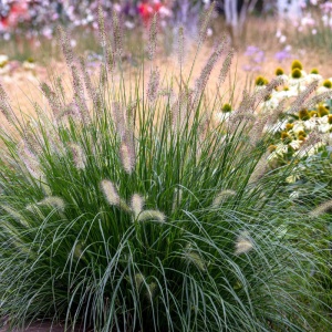 Iarba decorativa (Pennisetum alopecuroides) - Img 2
