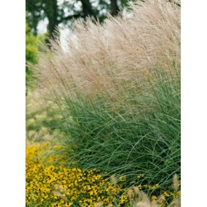 Iarba elefantului (Miscanthus sinensis)