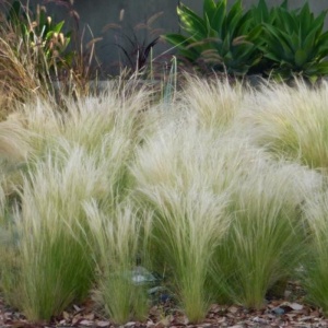 Iarba ornamentală (Stipa tenuissima Pony Tail) - Img 2