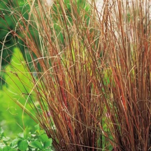 Iarba rosie (Carex buchananii Red Rooster)