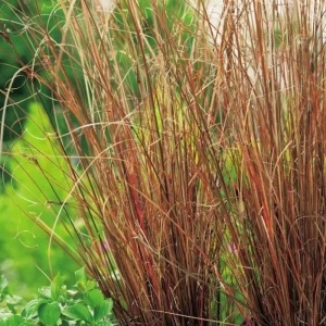 Iarba rosie (Carex buchananii Red Rooster) - Img 2