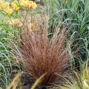Iarba rosie (Carex buchananii Red Rooster) - Img 2