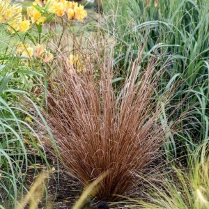 Iarba rosie (Carex buchananii Red Rooster) - Img 3