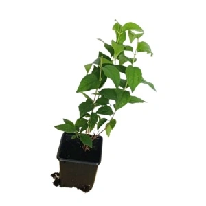 Iasomie batuta (Philadelphus virginal)