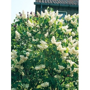 Liliac alb batut (Syringa vulg. M-me Lemoine) - Img 2