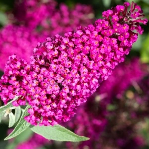 Liliac de vara Royal Red (Buddleja davidii Royal Red) - Img 5