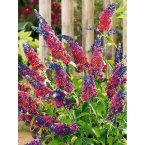 Liliac multicolor (Buddleja dav. Flower Power) - Img 2
