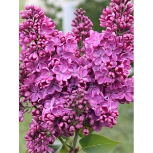 Liliac (Syringa v. Znamya lenina)