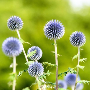 Maciuca ciobanului (Echinops bannaticus Blue Globe) - Img 3
