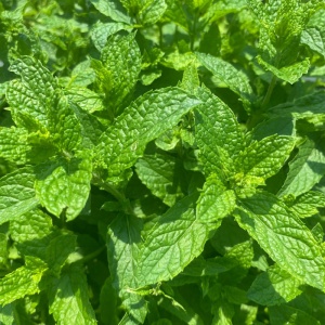 Menta (Mentha spicata Morrocan mint) - Img 3