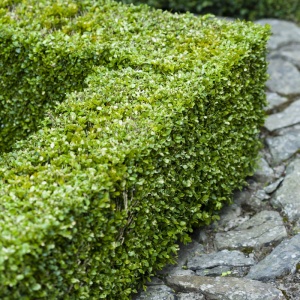 Merisor (Buxus sempervirens) - Img 3