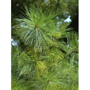 Pin neted (Pinus strobus) - Img 1