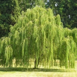 Salcie pletoasă (Salix babylonica) - Img 3
