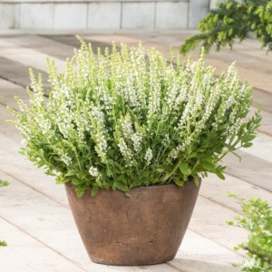 Salvia alba (Salvia nemorosa Synchro white)