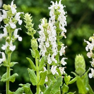 Salvia alba (Salvia nemorosa Synchro white) - Img 2
