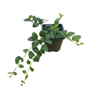 Saschiu (Vinca major Deep Blue)
