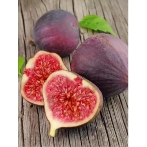 Smochin (Ficus carica Brown turkey) - Img 2