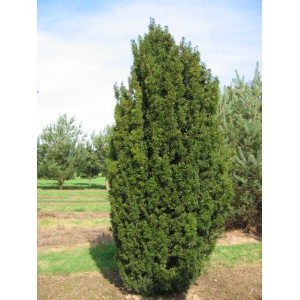 Tisa columnara (Taxus bac. Fastigiata Robusta)